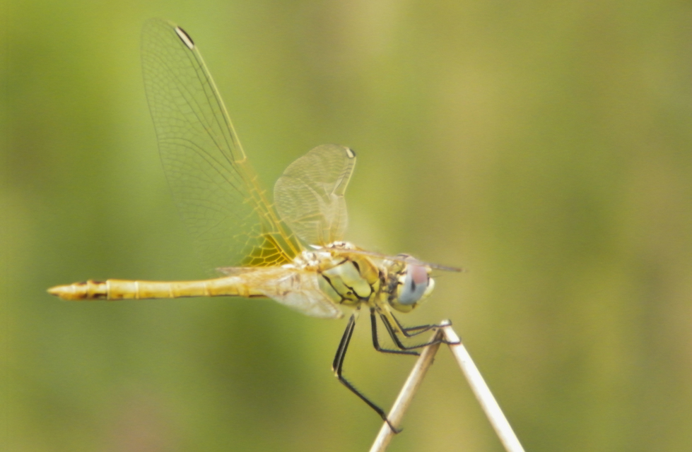Sympetrum fonscolombii - vándor katona-szitakötő
