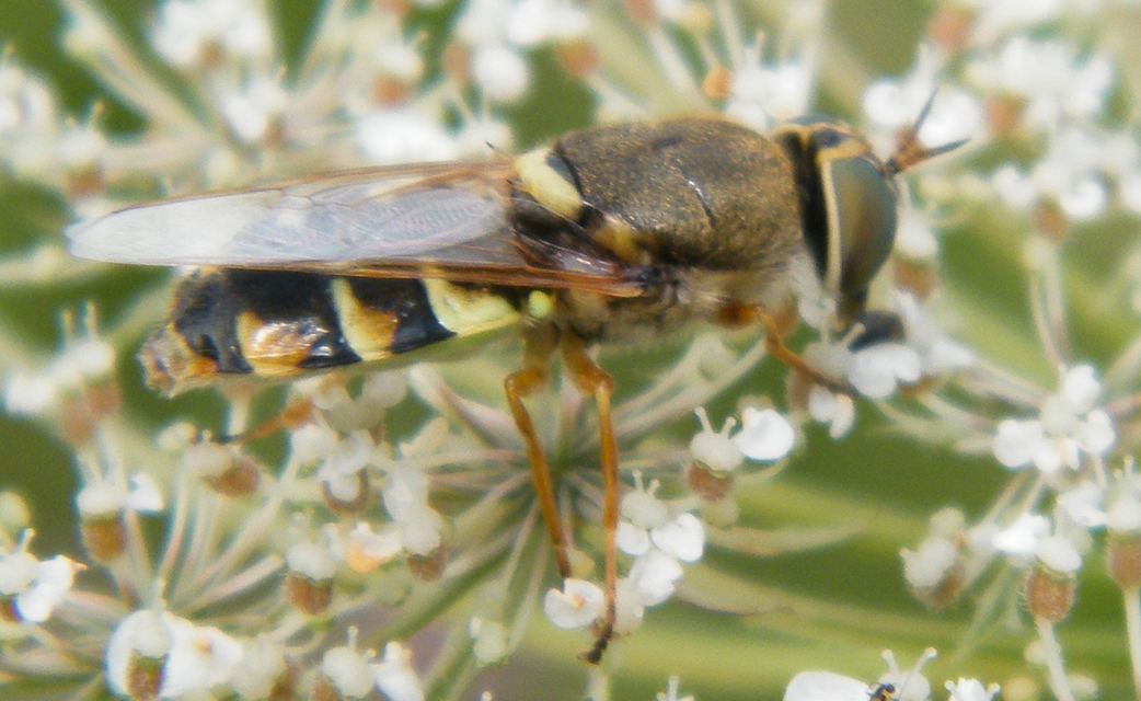 Odontomyia ornata - díszes zömöklégy