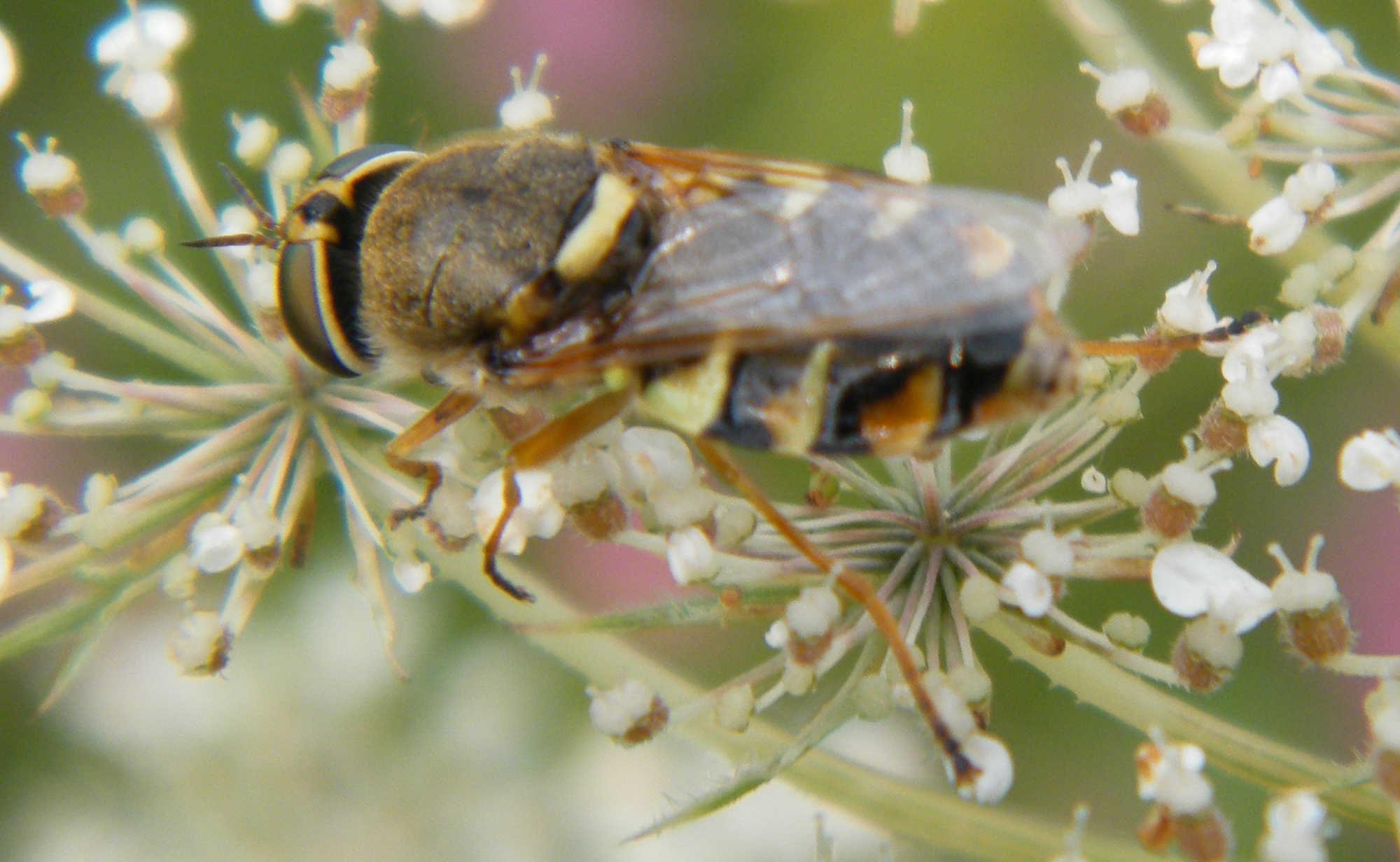 Odontomyia ornata - díszes zömöklégy
