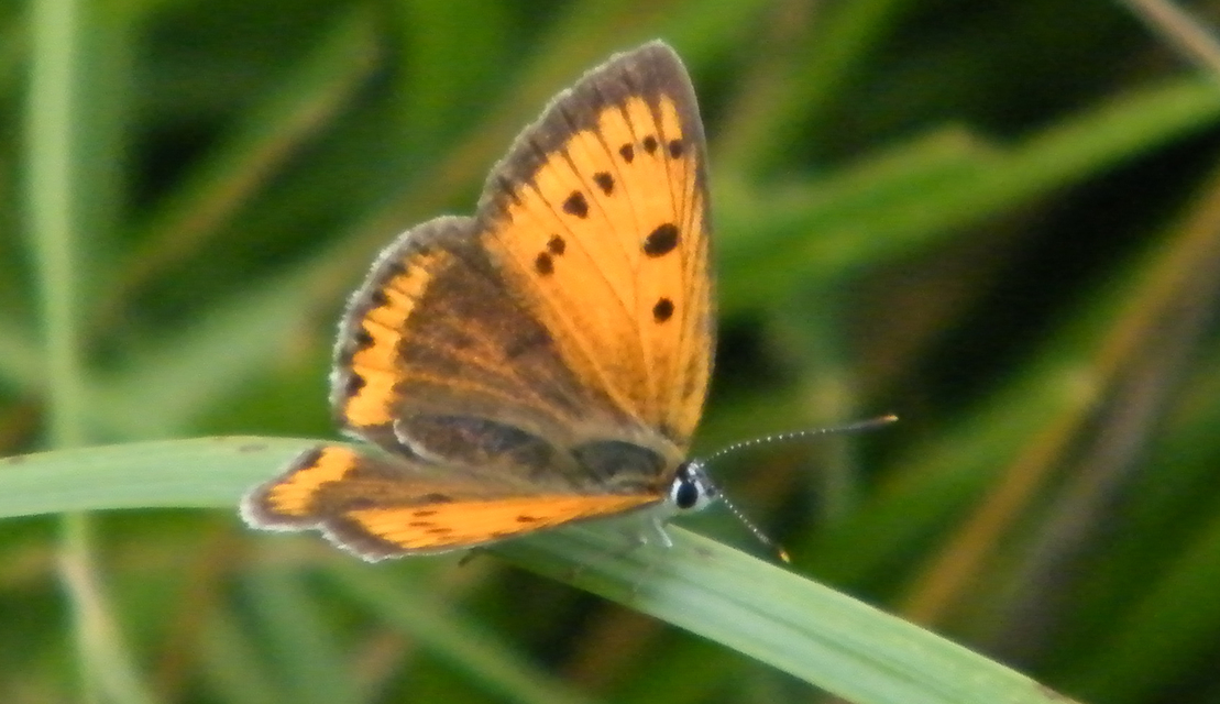 Lycaena dispar rutilus - nagy tűzlepke