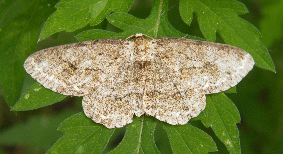 Ectropis crepuscularia - avararaszoló