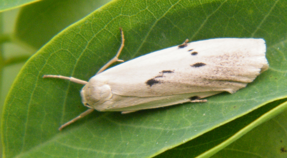 Pelosia muscerda - hamvas zuzmószövő
