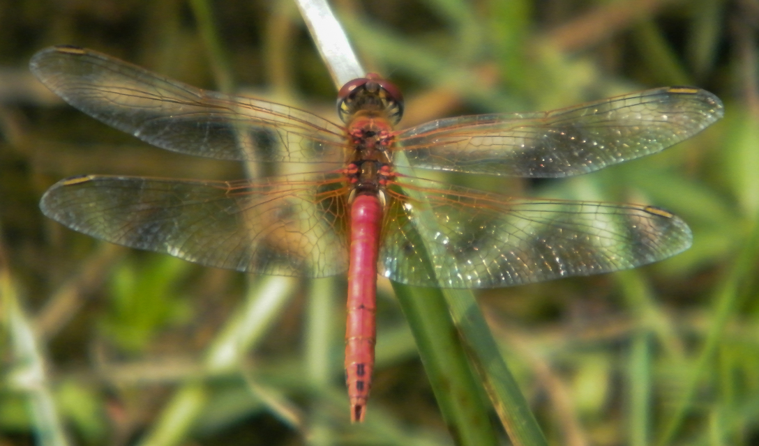 Sympetrum fonscolombii - vándor katona-szitakötő