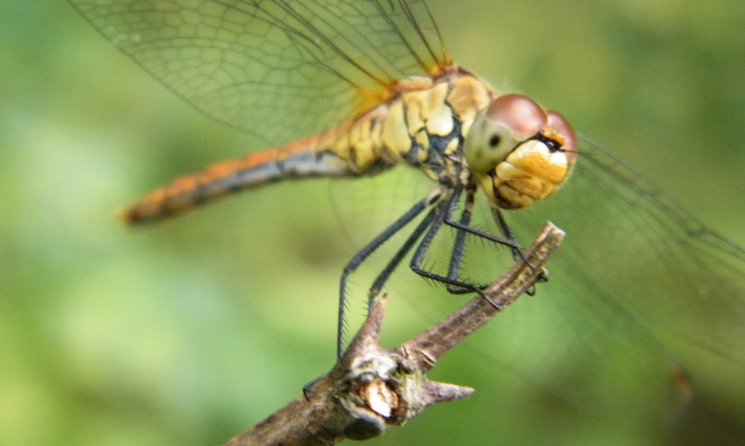Sympetrum sanguineum - vörös katona-szitakötő