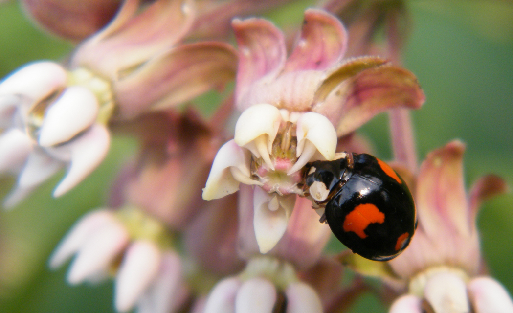 Harmonia axyridis - harlekinkatica
