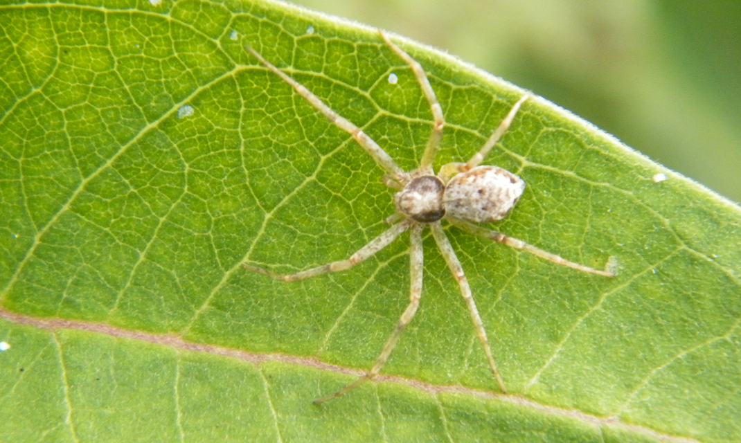 Philodromus