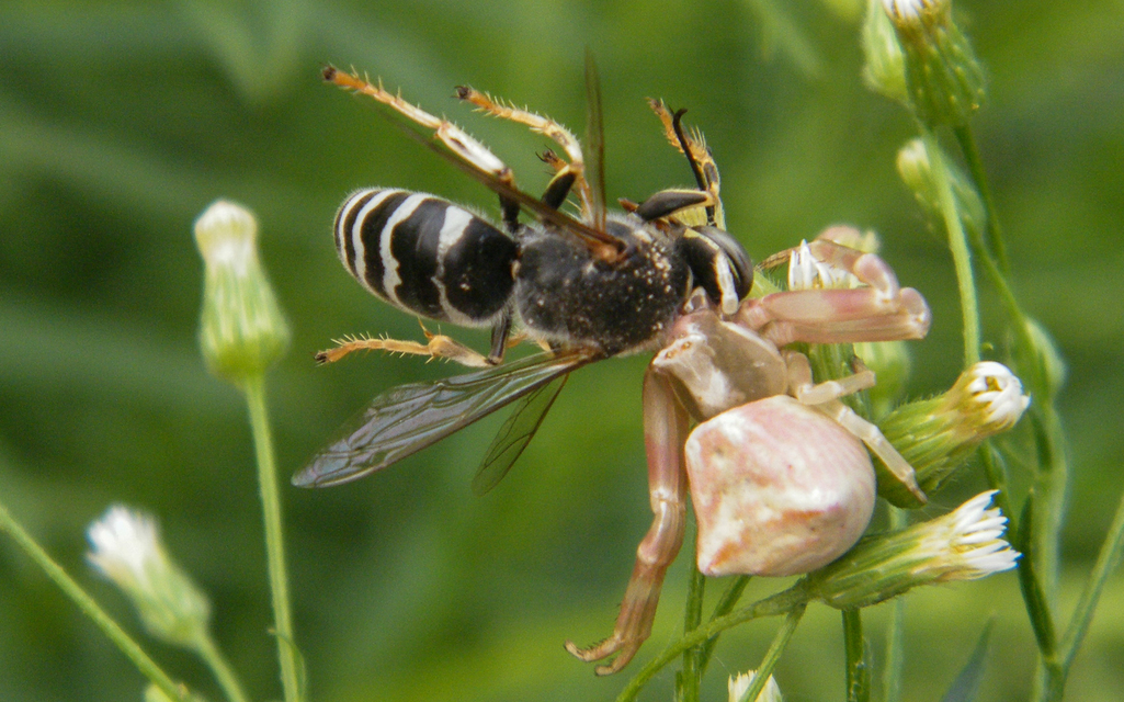 Thomisus onustus - fehér karolópók