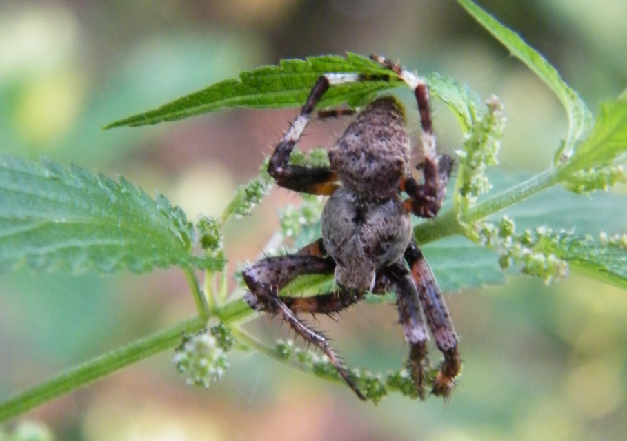 Araneus circe/angulatus