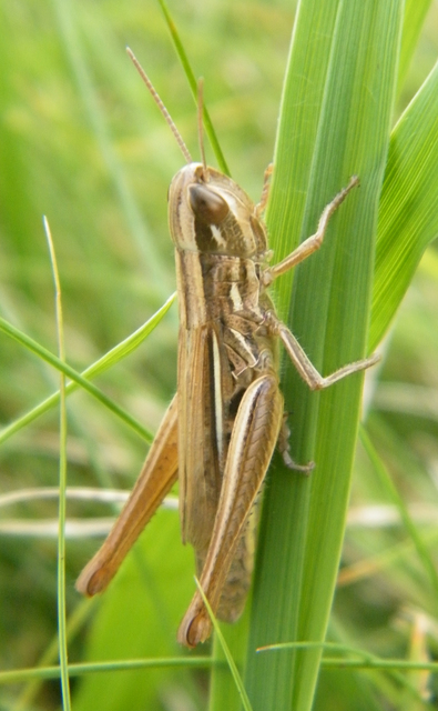 Euchorthippus declivus - rövidszárnyú rétisáska