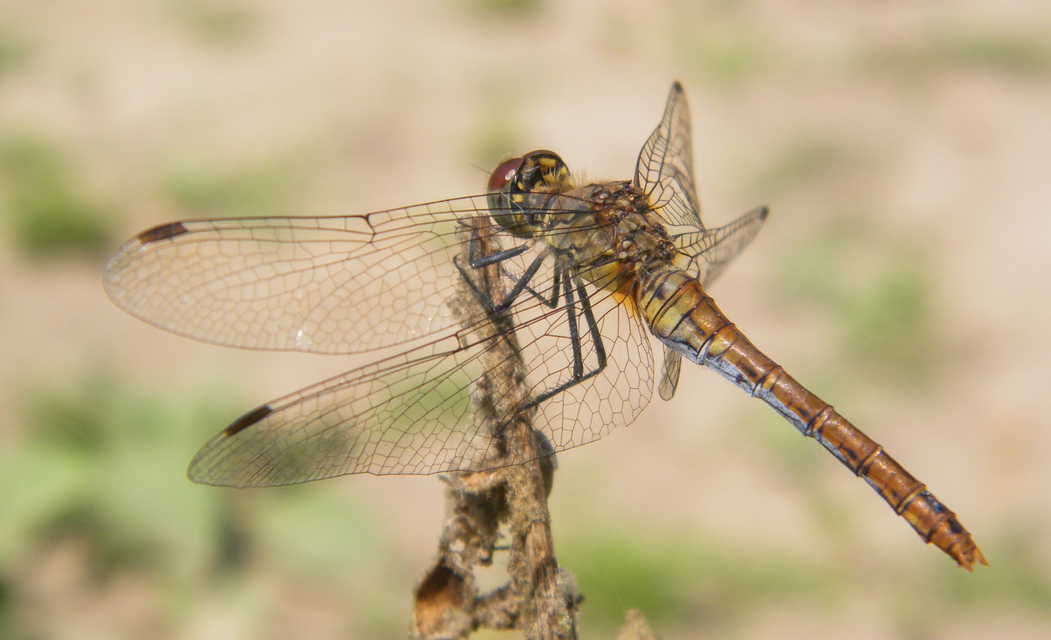 Sympetrum sanguineum - vörös katona-szitakötő