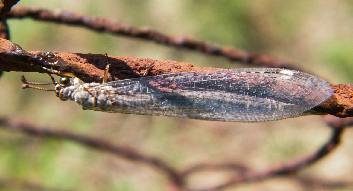 Myrmeleon