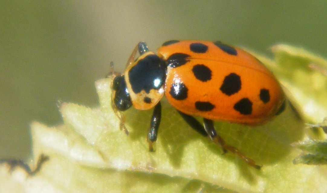 Hippodamia tredecimpunctata - mocsári katica