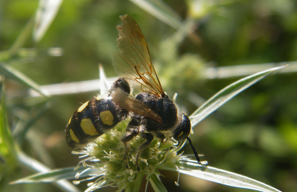 Colpa sexmaculata - hatfoltos tőrösdarázs