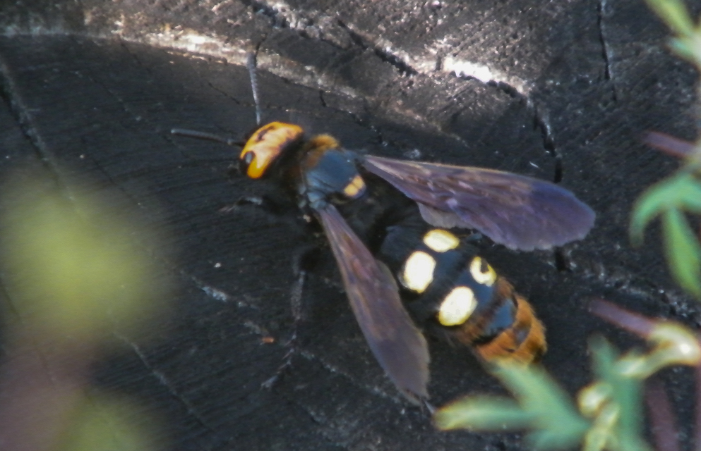 Megascolia maculata - óriás-tőrösdarázs
