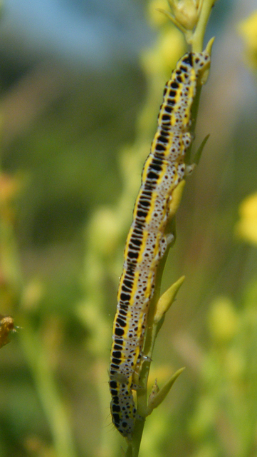 Calophasia lunula - gyújtoványfű-apróbagoly