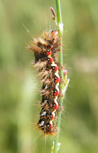 Acronicta rumicis - sóska-szigonyosbagoly