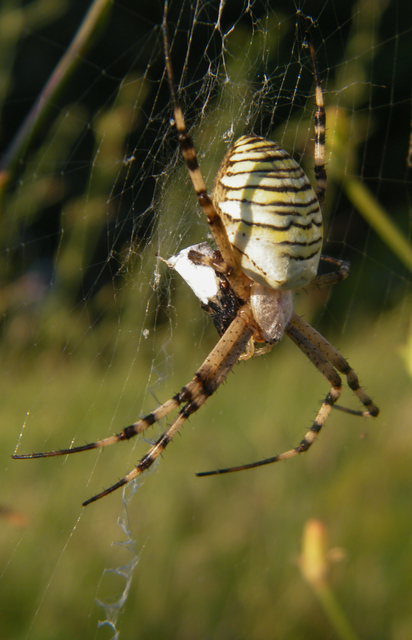 Argiope bruennichi - darázspók