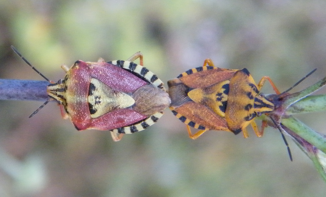 Carpocoris Carpocoris