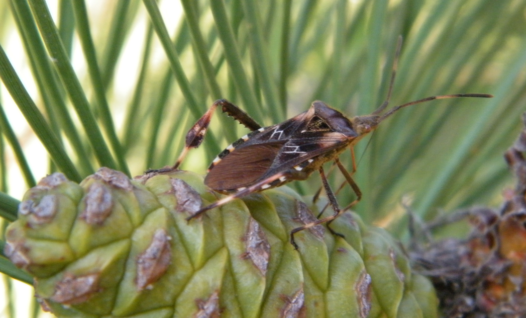Leptoglossus occidentalis - nyugati levéllábú poloska