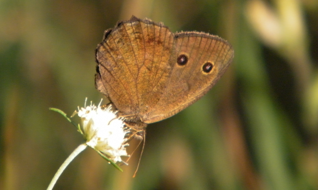 Minois dryas - fekete szemeslepke