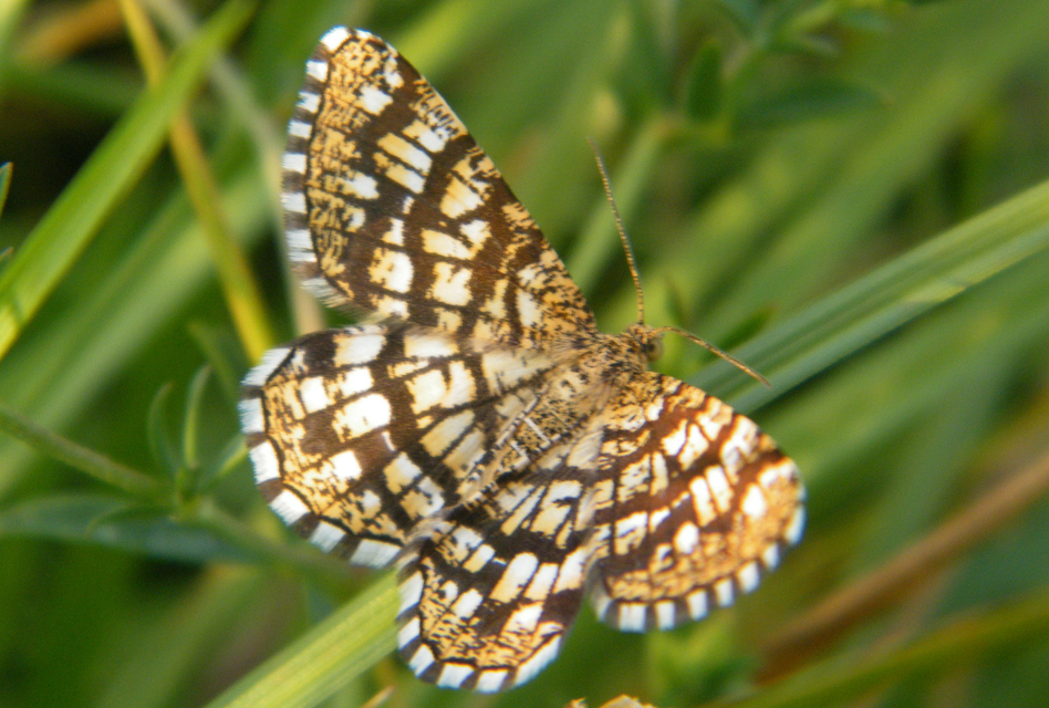 Chiasmia clathrata - rácsos rétiaraszoló