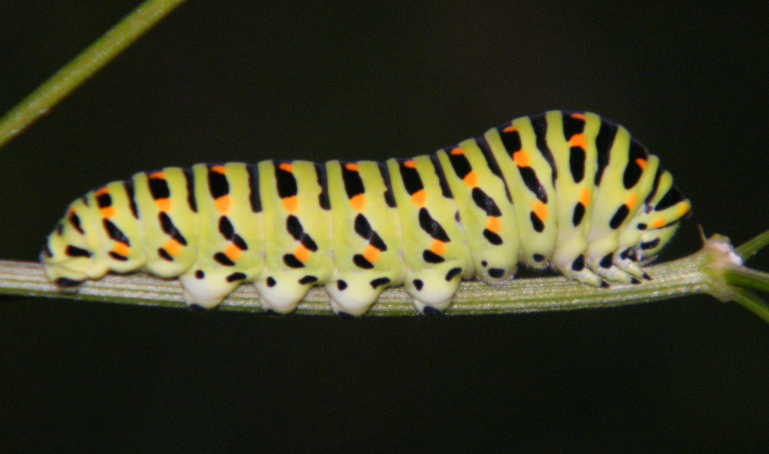 Papilio machaon - fecskefarkú lepke