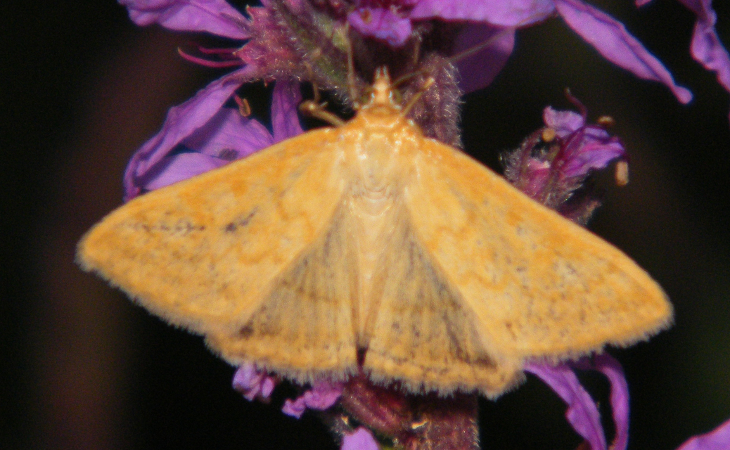 Sitochroa verticalis - világossárga dudvamoly
