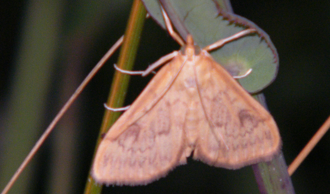 Ostrinia nubilalis - kukoricamoly