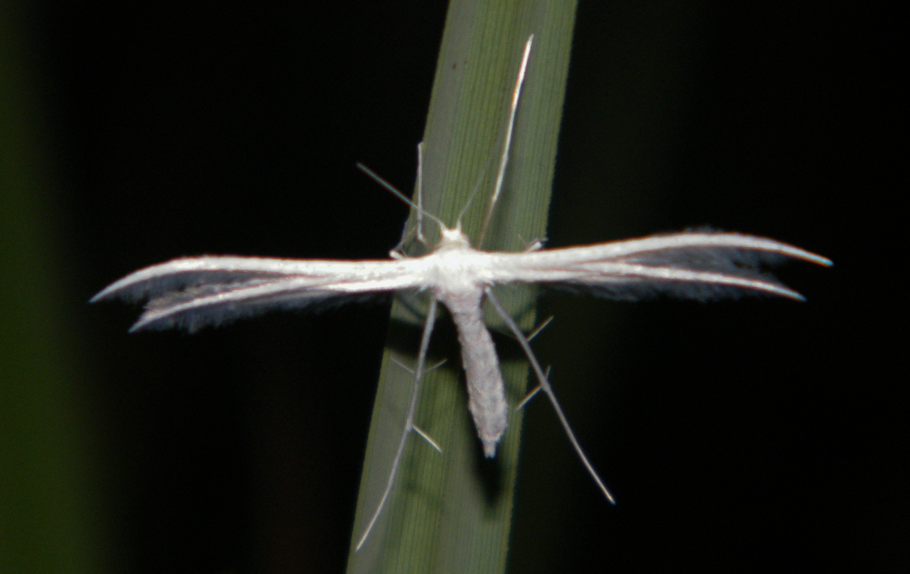 Pterophoridae - tollasmolyfélék