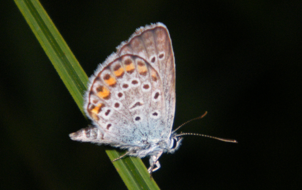 Plebejus argus - ezüstös boglárka