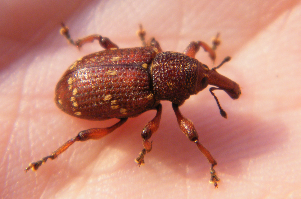 Hylobius transversovittatus - füzény-fenyvesormányos