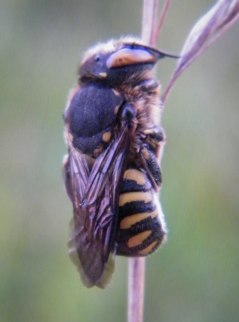 Anthidium