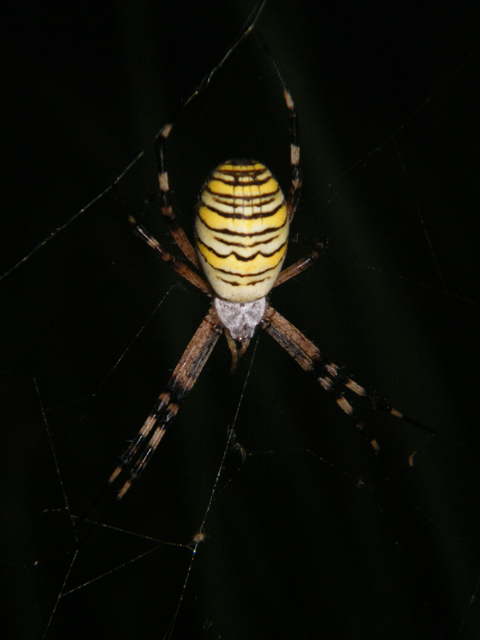 Argiope bruennichi - darázspók
