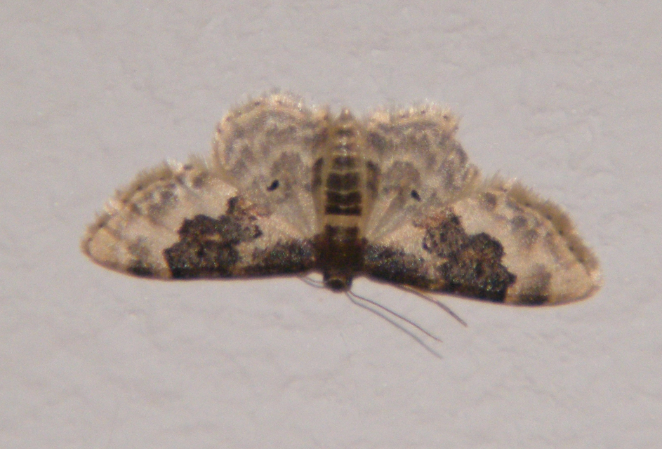 Idaea rusticata - tarka apróaraszoló