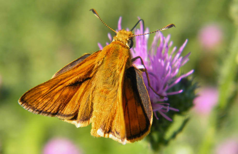 Ochlodes sylvanus - erdei busalepke