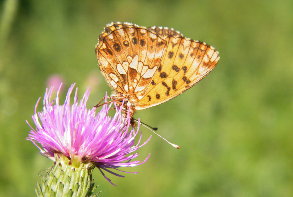 Boloria dia - kis gyöngyházlepke
