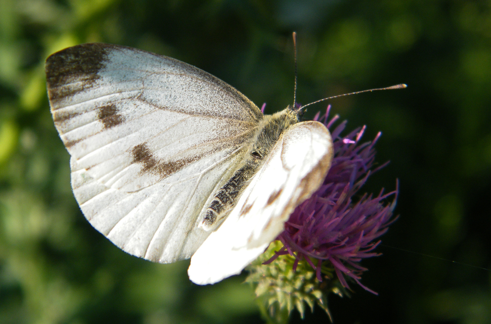 Pieris napi - repcelepke