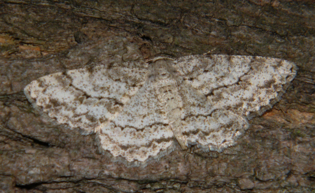 Ectropis crepuscularia - avararaszoló