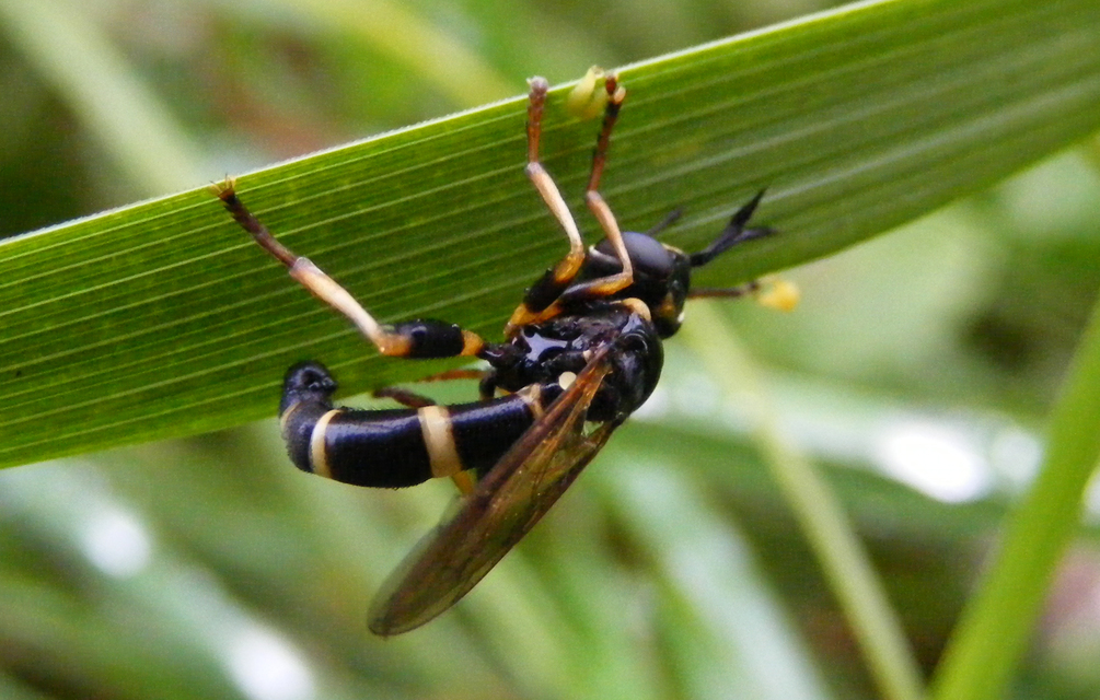 Conops