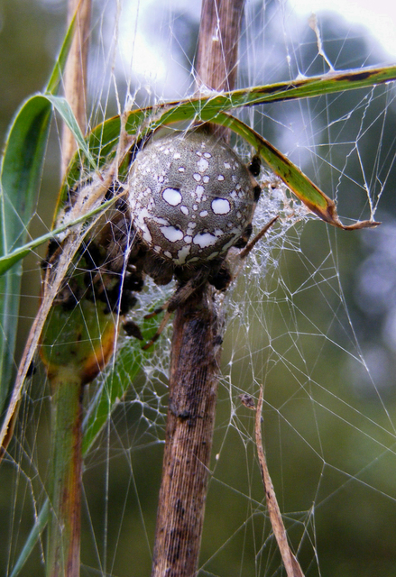 Araneus quadratus - négyes keresztespók