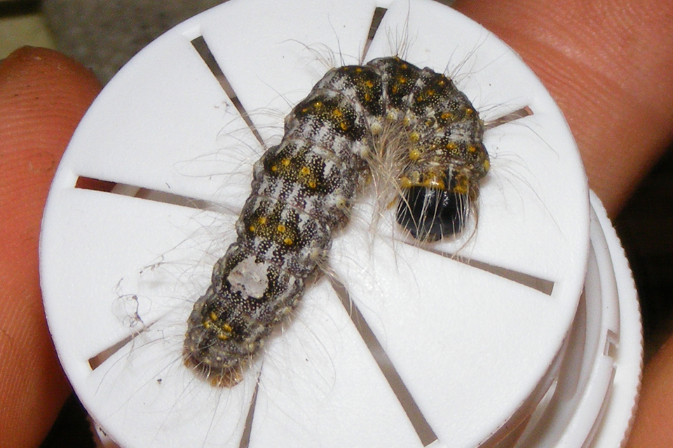 Acronicta megacephala - nagyfejű szigonyosbagoly
