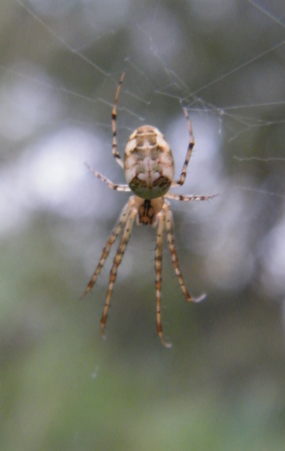 Metellina segmentata/mengei