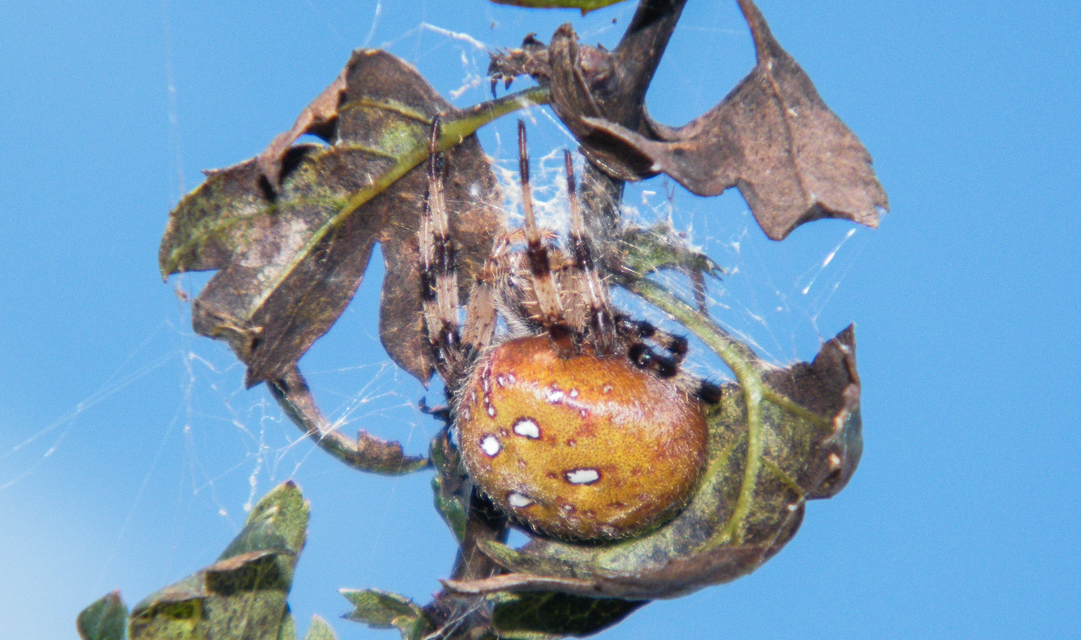 Araneus quadratus - négyes keresztespók