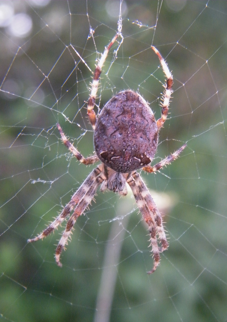 Araneus diadematus - koronás keresztespók