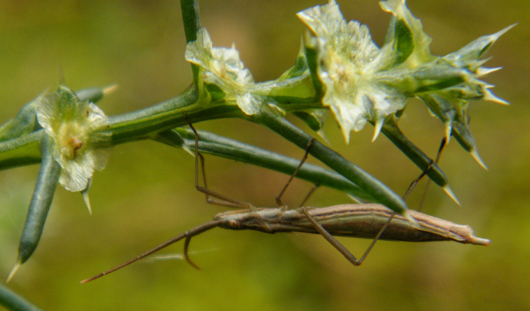Myrmus miriformis - kurtaszárnyú karimáspoloska