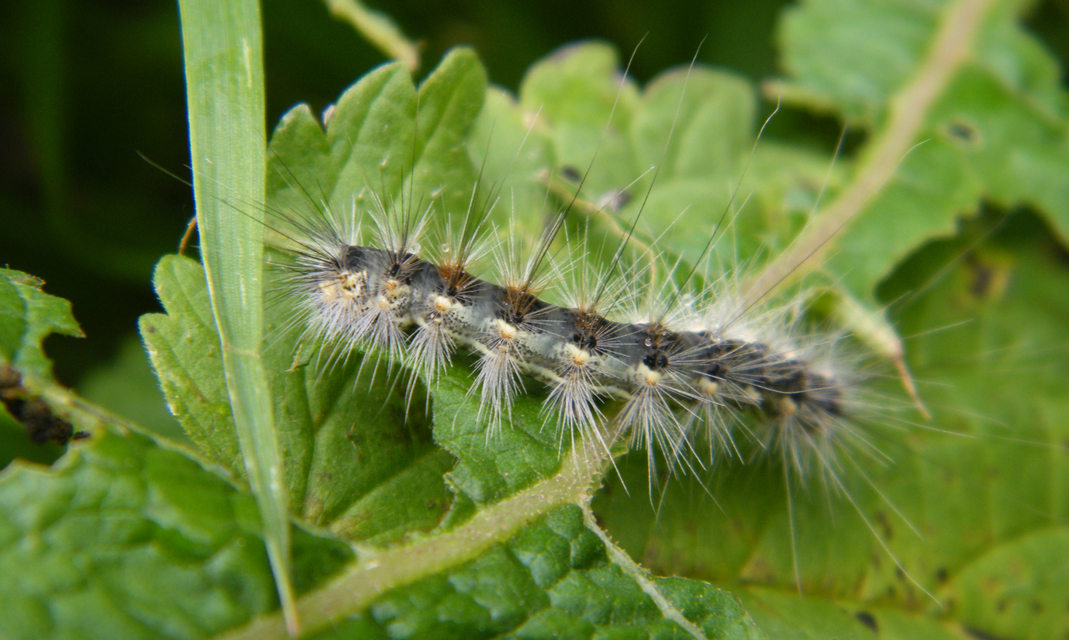 Hyphantria cunea - amerikai fehér medvelepke