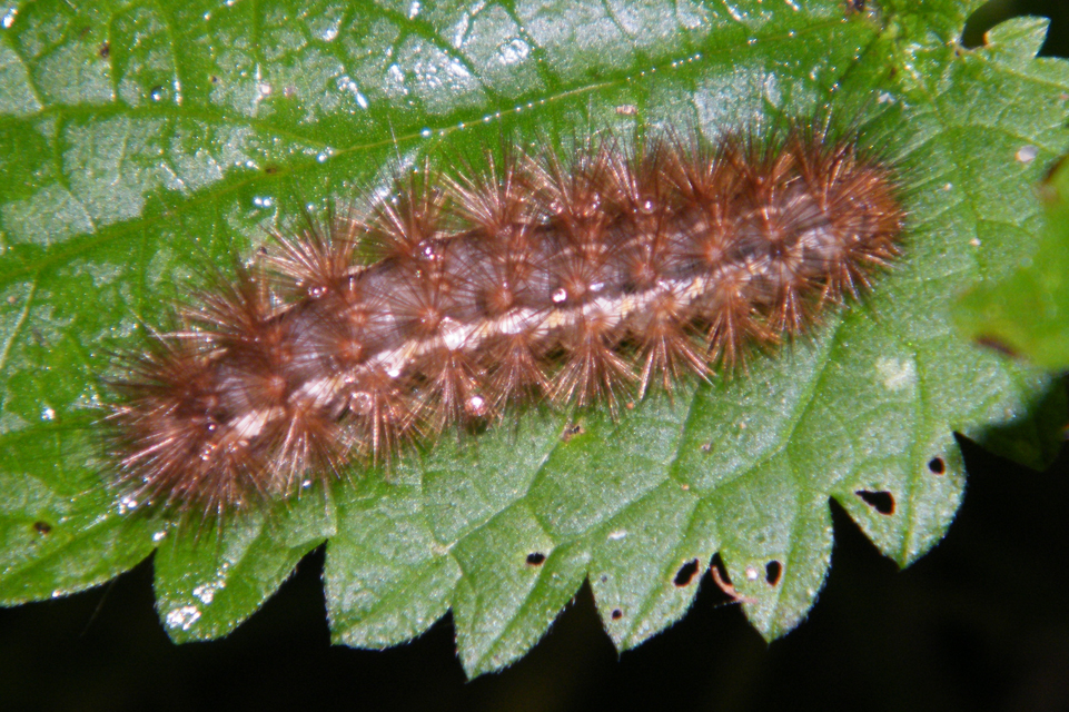 Diaphora mendica - felemás medvelepke