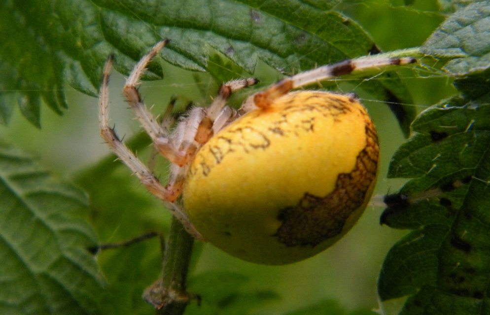 Araneus marmoreus - márványos keresztespók
