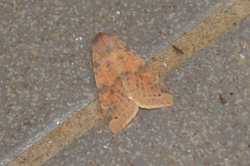 Cirrhia ocellaris - fakó sárgabagoly