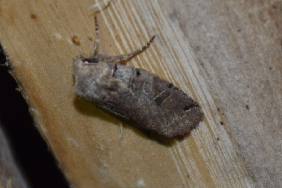 Anchoscelis litura - tarka őszibagoly